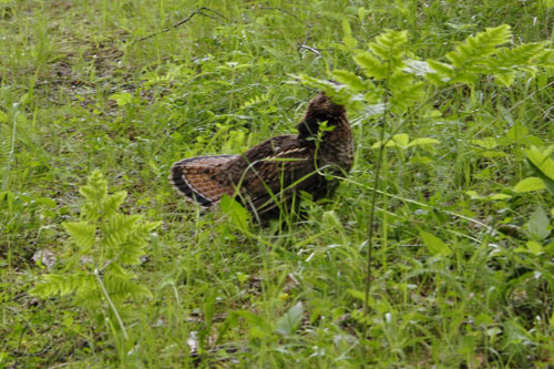 the grouse on the Doreal Trail